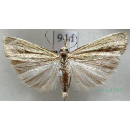 Agriphila inquinatella (Denis & Schiffermüller, 1775) Wachlarzyk śniadoszek Czech94d